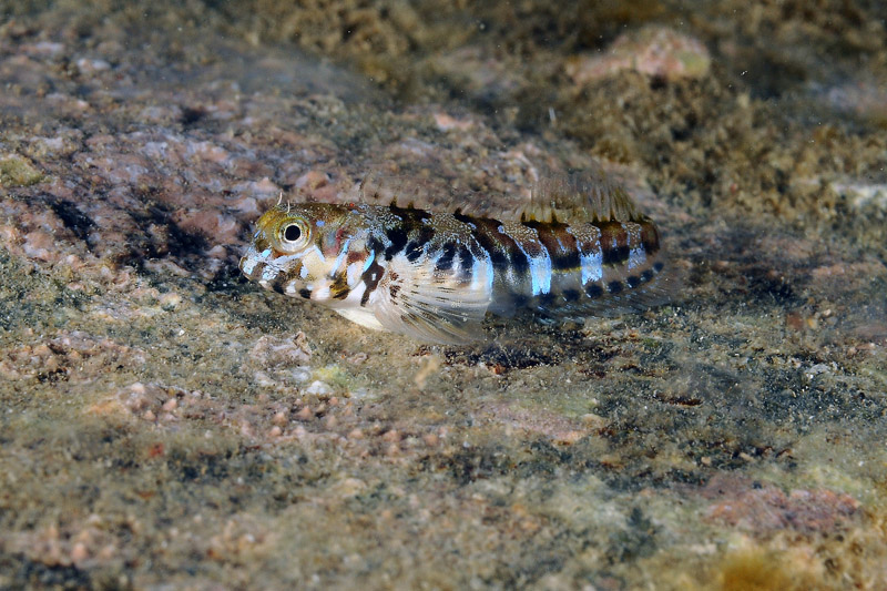 Piccolo blennide (giovanile di Aidablennius sphynx)
